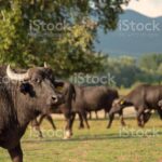 Black water buffalo grazing at beautiful meadow at sunset. Kerkini National Park, Greece